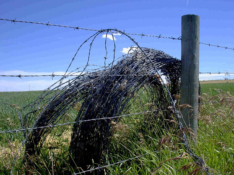 Barbed Wire