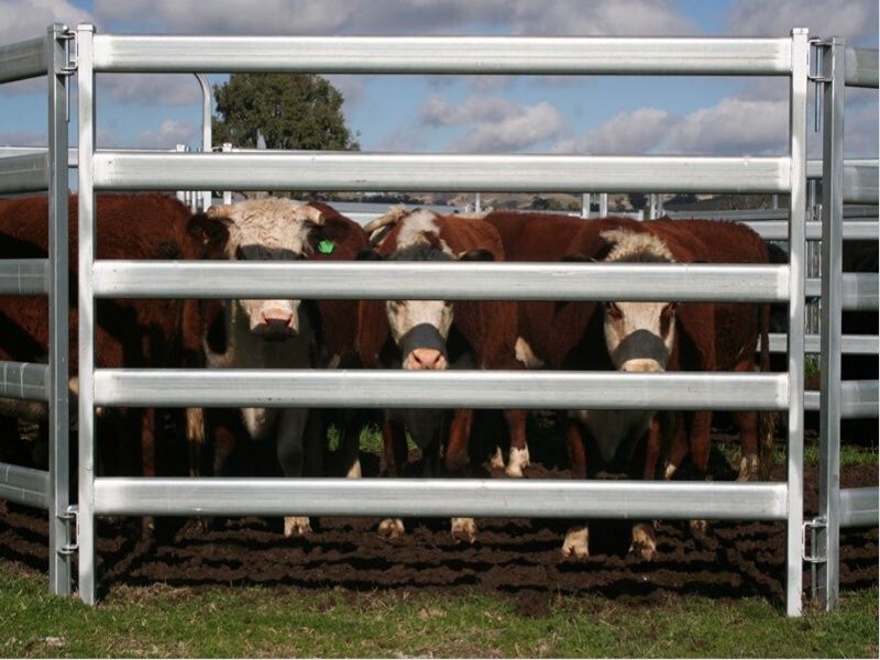 Cattle Fence